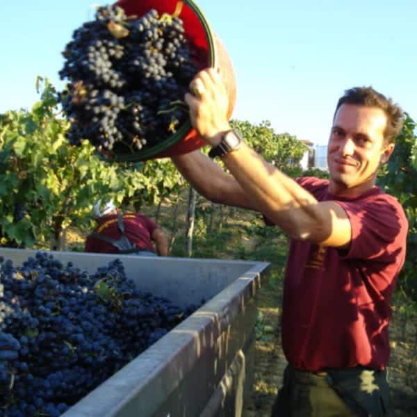 Vendemmia Vini Giorni